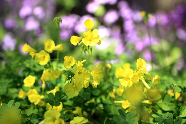 公園での花