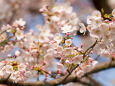 満開の桜