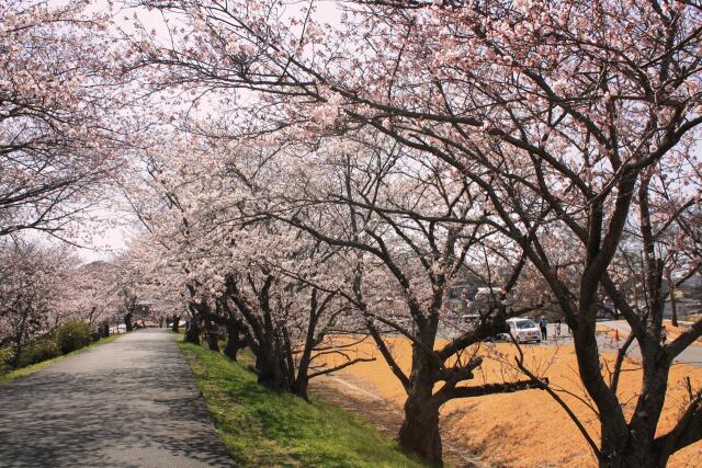 伊勢宮川堤桜