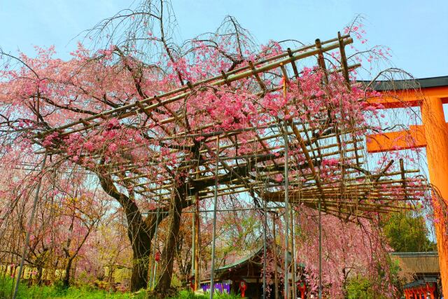 桜の平野神社