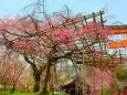 桜の平野神社