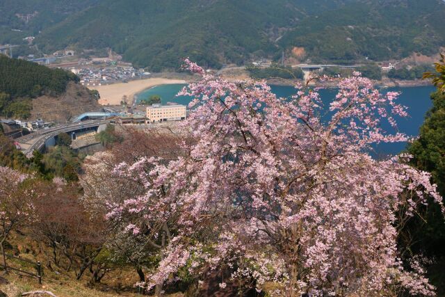 春の東紀州