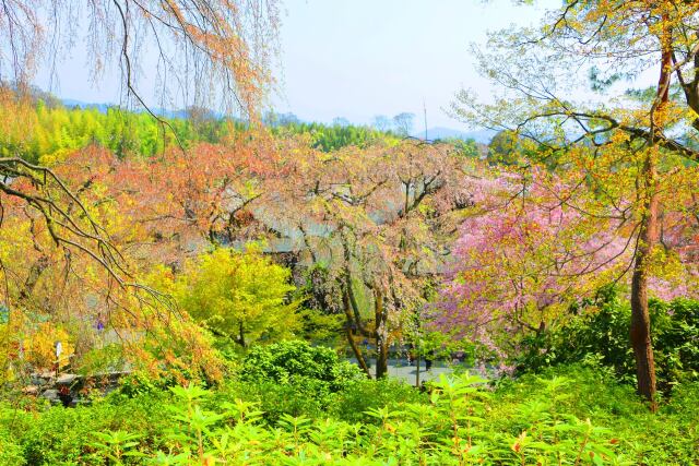 春の天龍寺