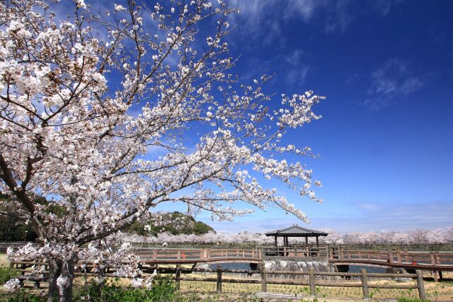 見頃の公園の桜