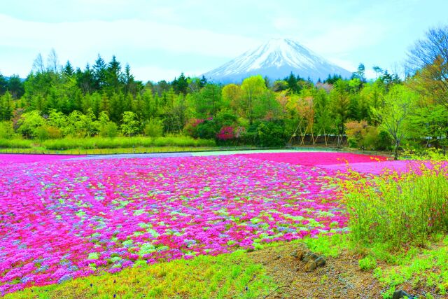 本栖湖芝桜と富士山