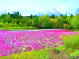 本栖湖芝桜と富士山