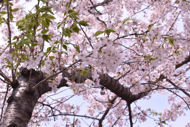 お花見気分をどうぞ。