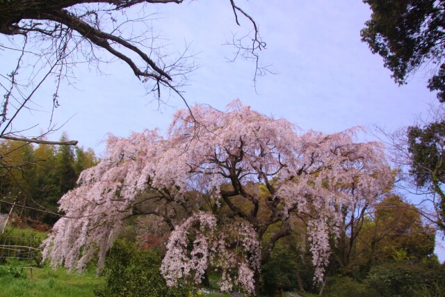 民家のしだれ桜