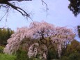 民家のしだれ桜