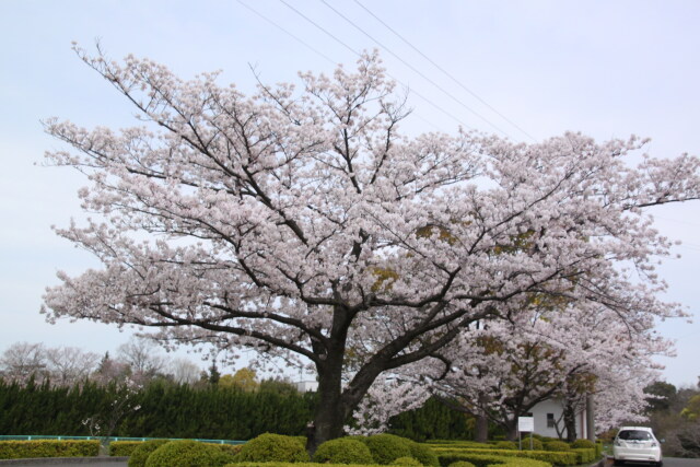 山中の一本桜