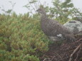 継子岳の雄雷鳥2