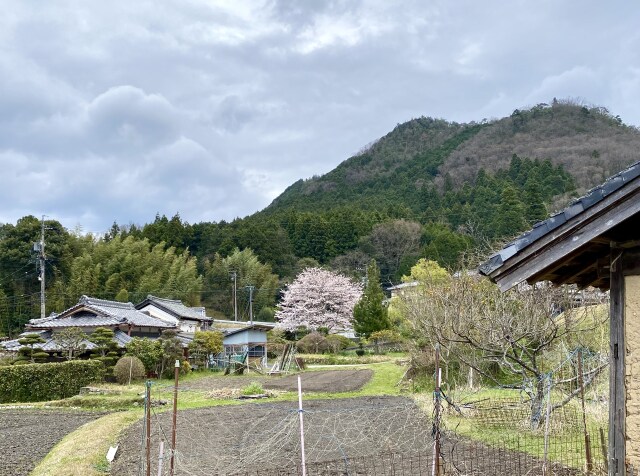 里山に桜