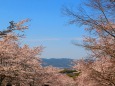 桜の蹴上インクライン