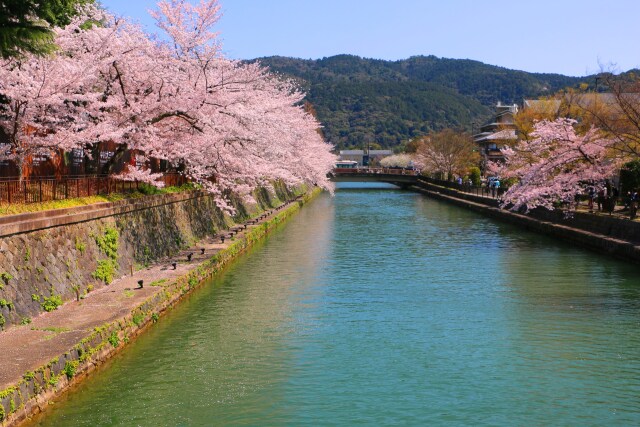 桜の岡崎疎水