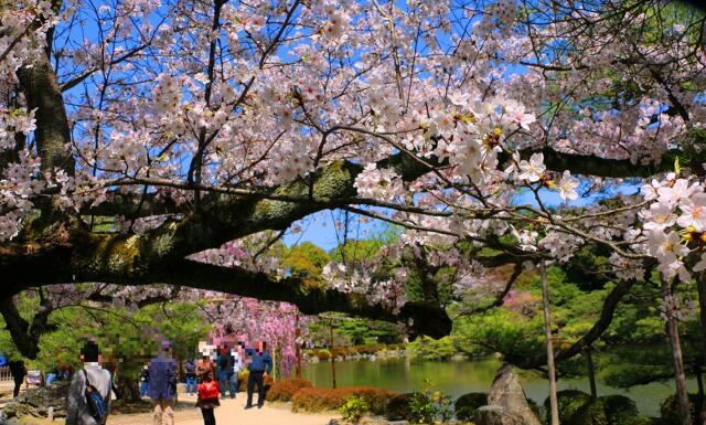 桜の平安神宮