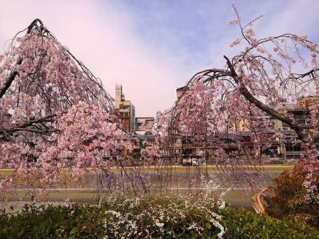 桜の祇園