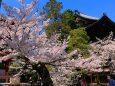 桜の知恩院