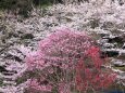 桜をバックにモクレンの花