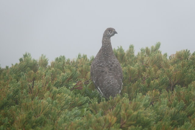 継子岳の雄雷鳥3