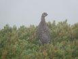 継子岳の雄雷鳥3