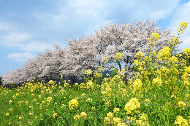 桜 サクラ15 菜の花と