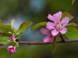 花梨の花