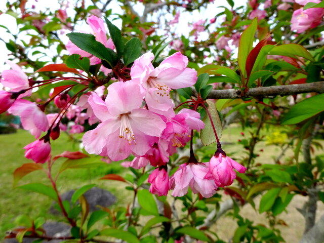 日隈公園に咲いていた花