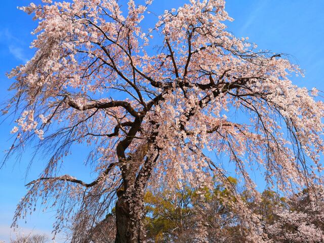 桜の醍醐寺