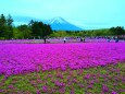 本栖湖芝桜と富士山