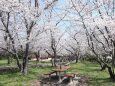 花見客なしの公園