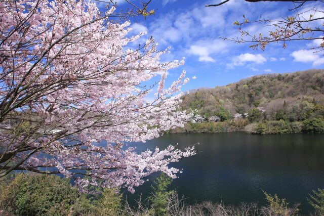 ダムの湖畔に咲く桜