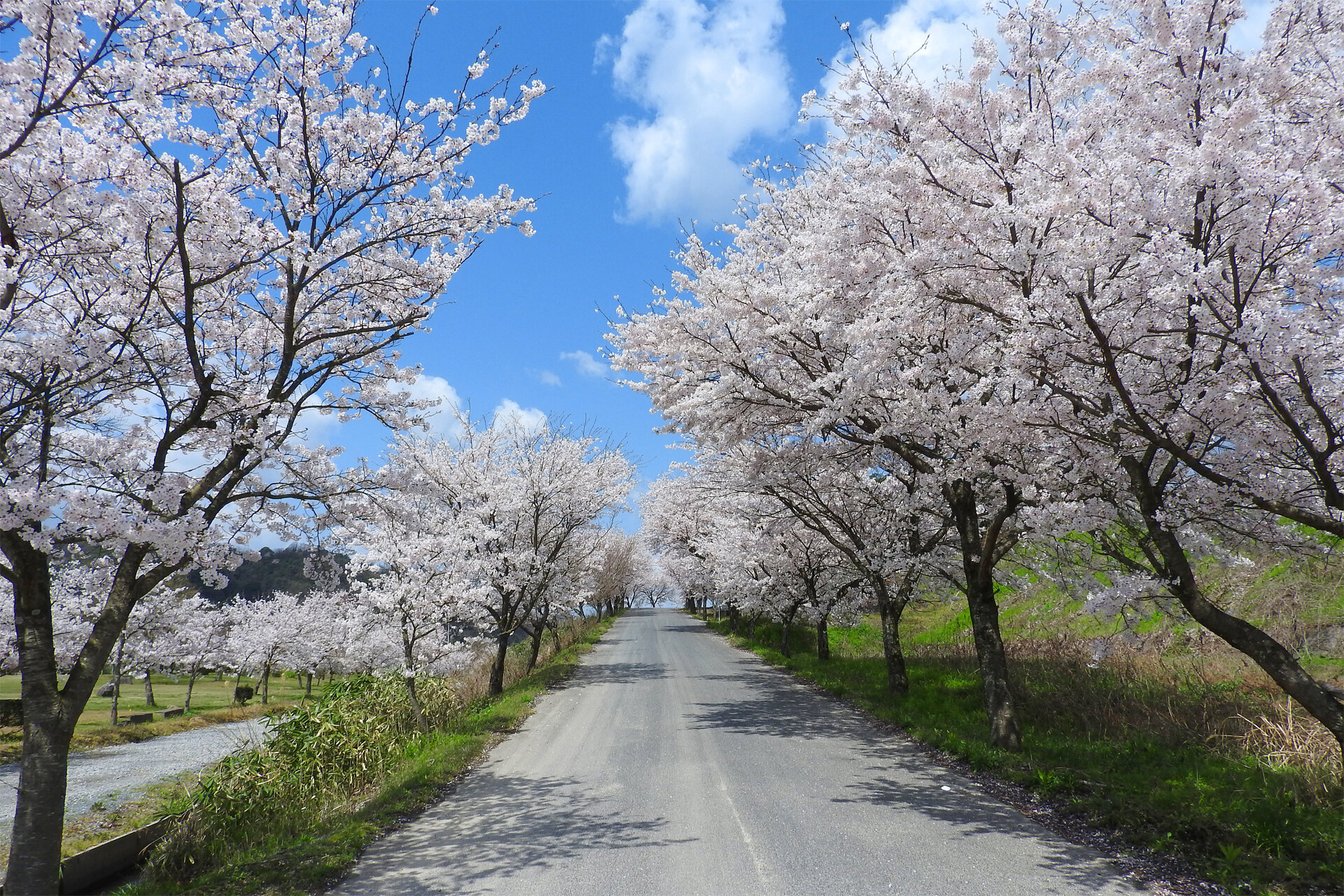 日本の風景 桜 サクラ16 桜並木 壁紙19x1280 壁紙館