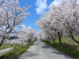 桜 サクラ16 桜並木