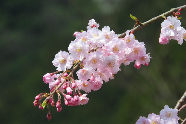 桜 サクラ17 枝垂れ桜