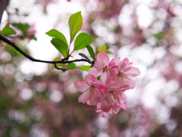 花海棠