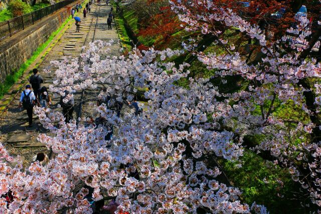 桜の蹴上インクライン