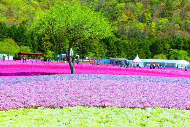 本栖湖芝桜