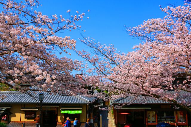 桜の京都