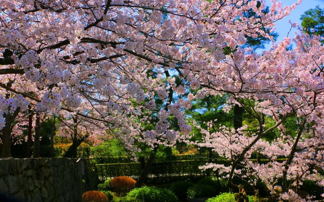 桜の知恩院