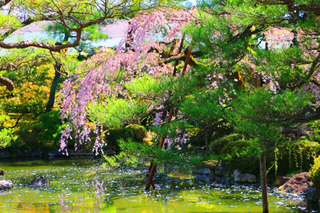 桜の平安神宮