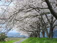 桜 サクラ18 山里の桜並木