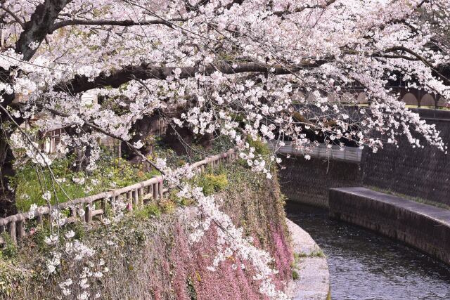 川沿いの桜