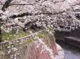 川沿いの桜