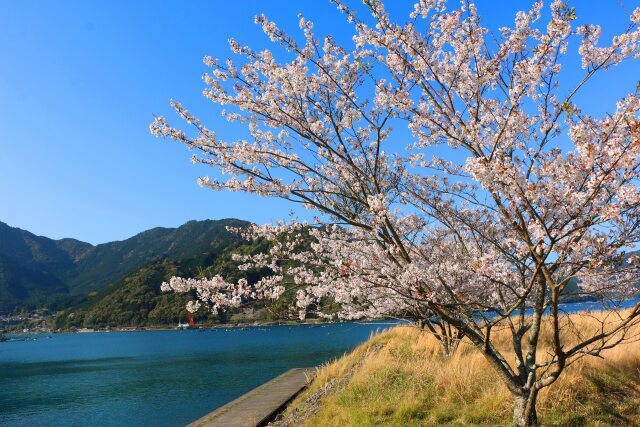 春の東紀州の海