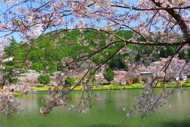 桜の下北山村