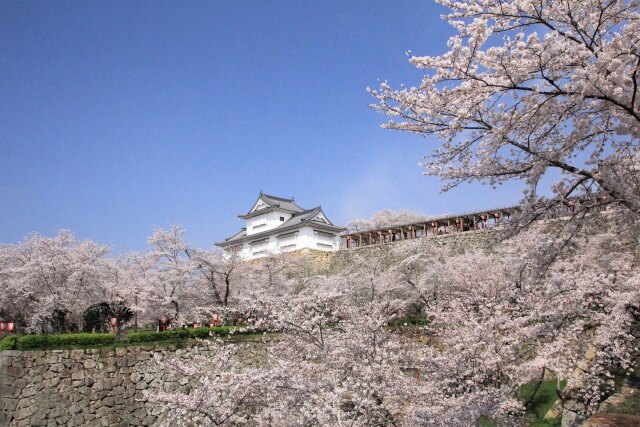 鶴山公園の桜