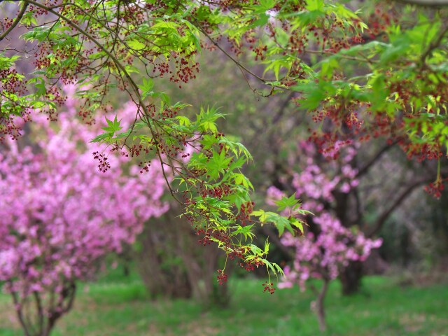 もみじの花