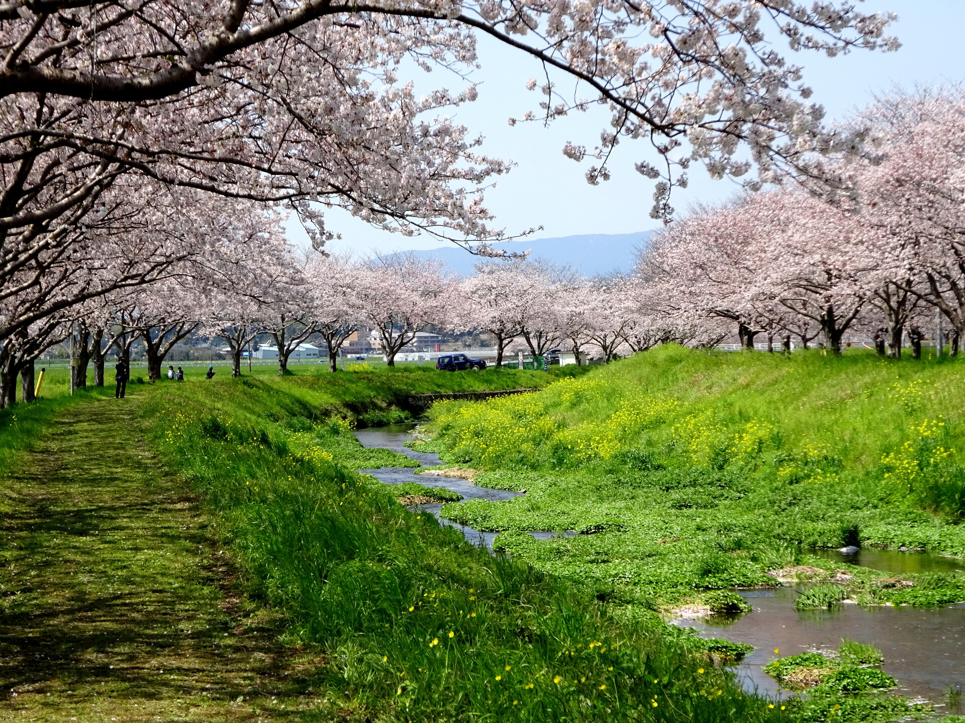 日本の風景 春のうららの草場川 壁紙19x1440 壁紙館