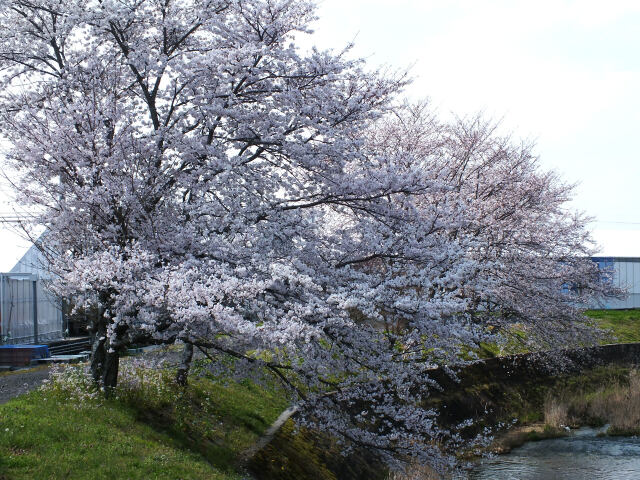 久々利川の桜