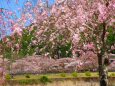 桜の下北山村